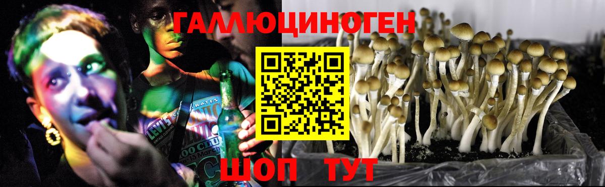 Псилоцибиновые грибы Psilocybine cubensis  Галлюциногенные грибы GOLDEN TEACHER  Отрадный  купить   Вход с VPN 